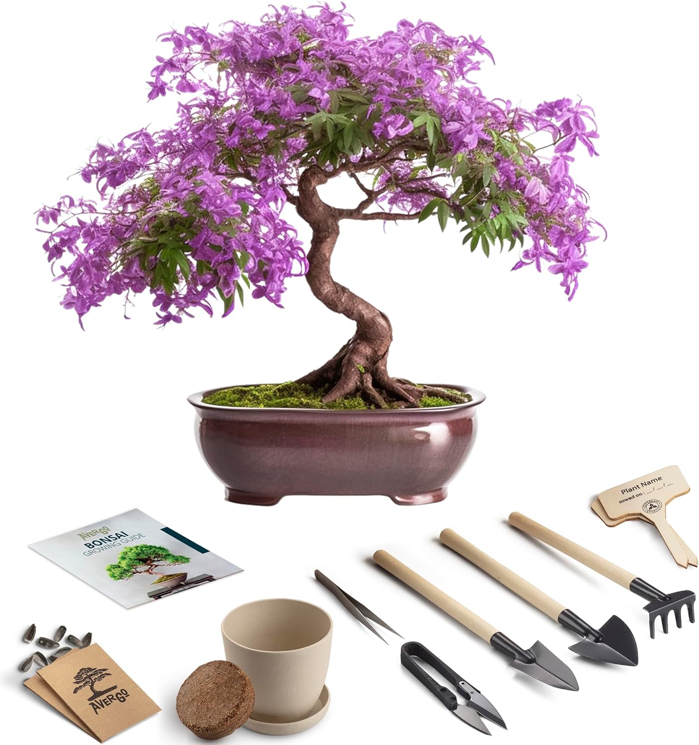 Bonsai Starter Kit – Growing Jacaranda Bonzai Tree from Seeds | Complete Indoor Tree Kit for Growing Plants with Tools & Planter – Gardening Gifts for Mother, Women & Men