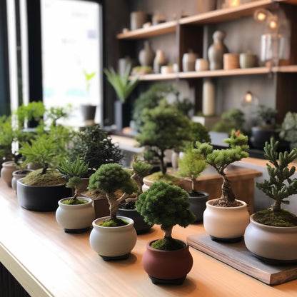 Bonsai Starter Kit – Growing Jacaranda Bonzai Tree from Seeds | Complete Indoor Tree Kit for Growing Plants with Tools & Planter – Gardening Gifts for Mother, Women & Men