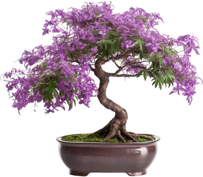 Bonsai Starter Kit – Growing Jacaranda Bonzai Tree from Seeds | Complete Indoor Tree Kit for Growing Plants with Tools & Planter – Gardening Gifts for Mother, Women & Men