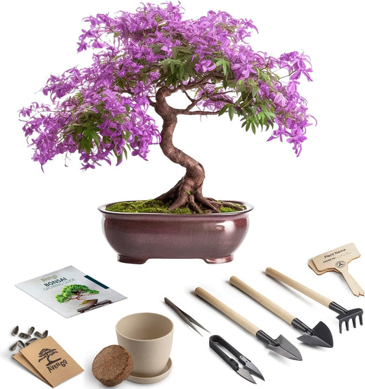 Bonsai Starter Kit – Growing Jacaranda Bonzai Tree from Seeds | Complete Indoor Tree Kit for Growing Plants with Tools & Planter – Gardening Gifts for Mother, Women & Men